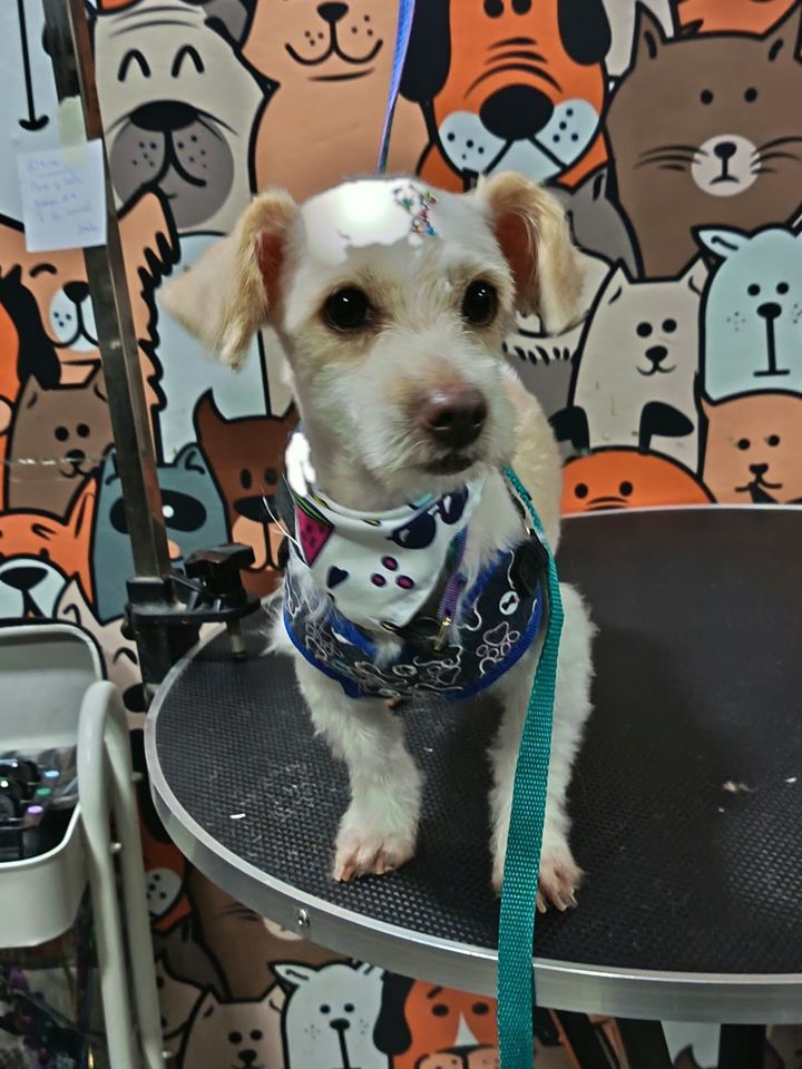 Perro pequeño blanco con arnés y pañuelo