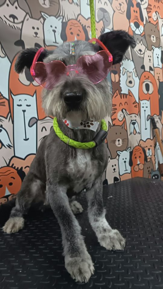 Perro gris con lentes rosados en forma de corazón