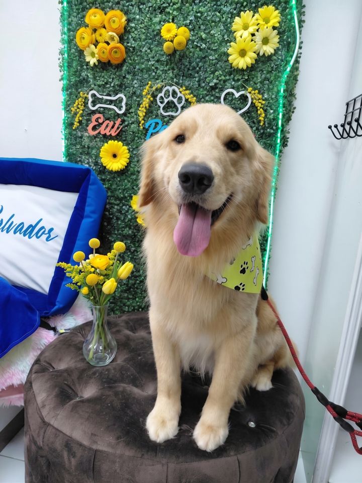 Perro dorado de pelo largo con un pañuelo verde