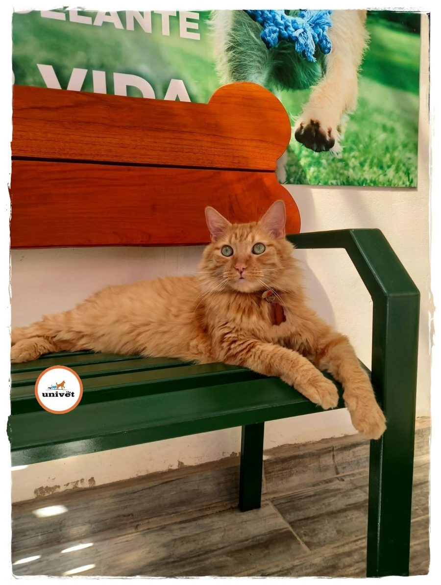 Jefe Memo, gato naranja acostado en la banca verde de la sala de espera de Univet