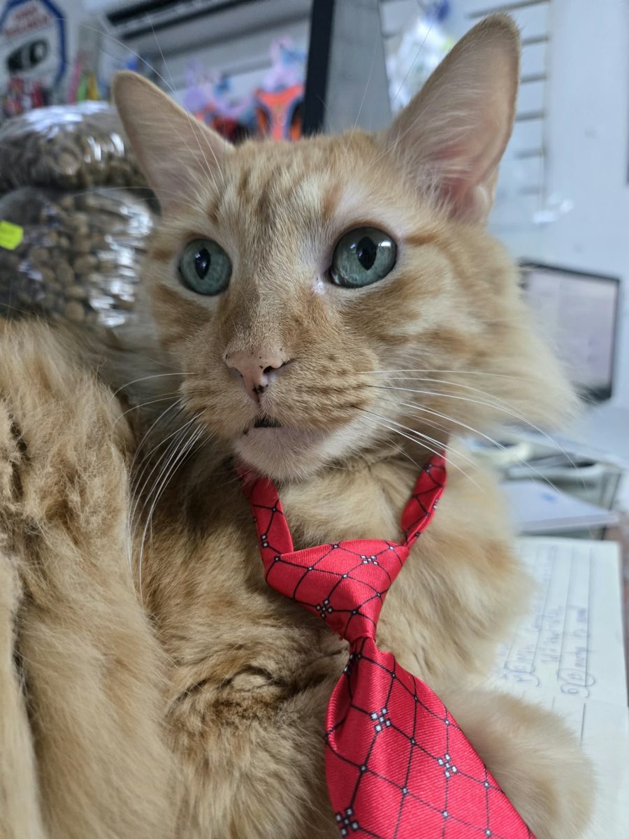Gato naranja de ojos verdes con una corbata roja