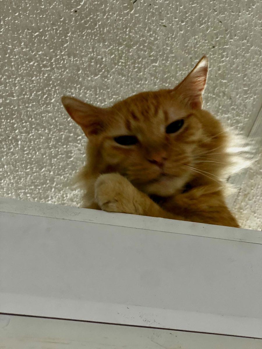 Gato naranja asomado desde arriba, mirando hacia abajo